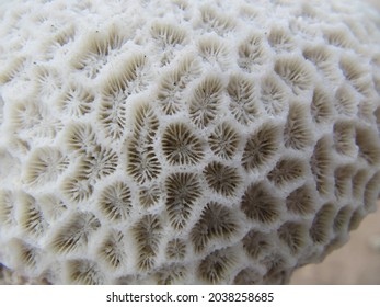 Texture of a white dead marine coral in Australia. Geometrical natural pattern with elements for water filtration