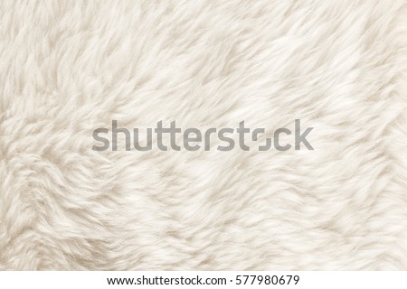 Texture of white shaggy fur.