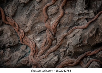 Texture of wood, roots on a stone