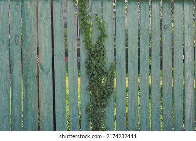 texture of a wooden gray  fence wall overgrown with green vegetation on the street