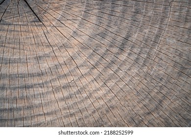 Texture Of Wooden Trunk .Cut Wooden Trunk Background