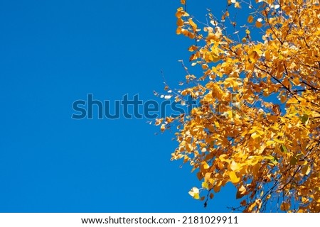 Texture of yellow autumn leaves against the blue sky