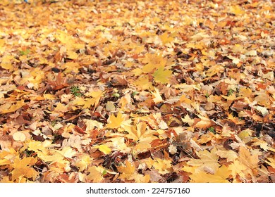 Texture Of Yellow Leaves On The Ground Park Maples