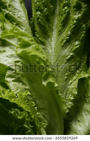 Texture of a young fresh lettuce leaf, macro shot.