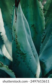 Textured agave leaf with sharp spines, agave plant close-up