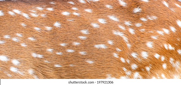 Textured Of Axis Deer Fur 