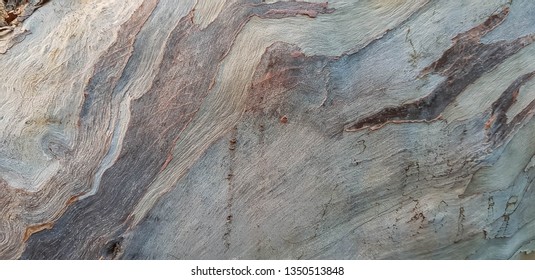 Textured background of eucalyptus tree bark. This dry timber skin was shot at the stem of the plant. It is graphic resources that can be used for creative design. Natural wooden abstract concept.