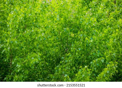 textured background of a green leaves of black poplar tree - Shutterstock ID 2153551521