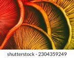 textured background of red yellow mushrooms close-up, macro photo with selective focus