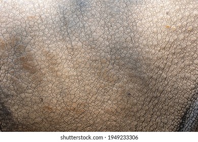 The Textured Background Of A Rhino Hide.