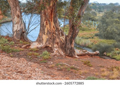 textured bark of eucalyptus trees on the banks of the werribee river