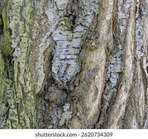 Textured bark of an old cherry tree with ingrown young trunks. Impressive natural motif full of history.