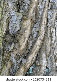 Textured bark of an old cherry tree with ingrown young trunks. Impressive natural motif full of history.