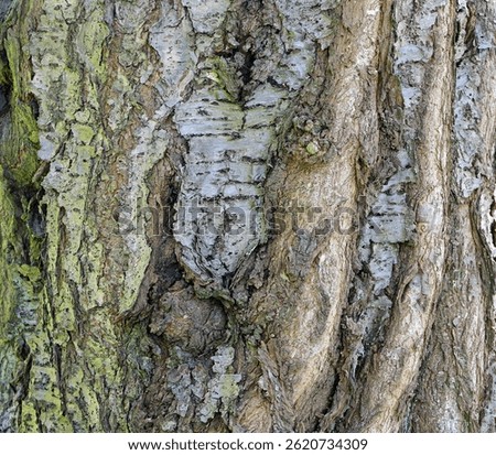 Textured bark of an old cherry tree with ingrown young trunks. Impressive natural motif full of history.