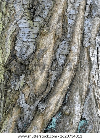 Textured bark of an old cherry tree with ingrown young trunks. Impressive natural motif full of history.
