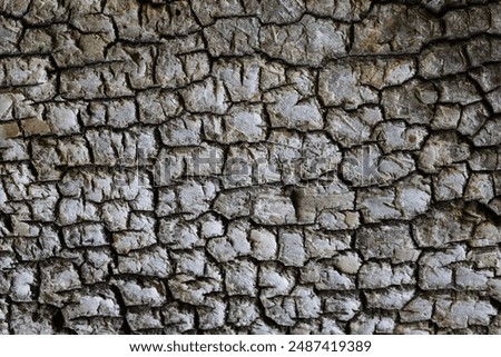 Textured bark of tree background