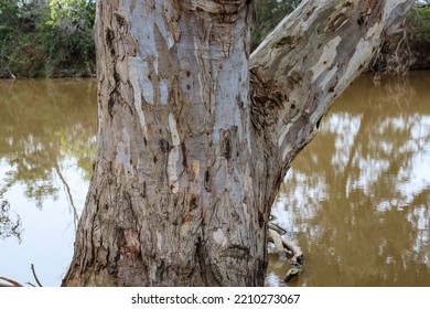 Textured Bark Of Tree Trunk On Werribee River