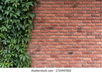 Textured brick wall on one side overgrown with a green plant, ivy, space, Wallpaper.