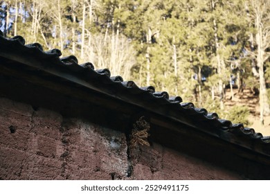 Textured clay wall topped by corrugated tiles, set against a backdrop of tall, densely packed trees basking in sunlight.