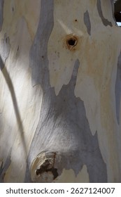 Textured close-up of multicolored eucalyptus tree bark with natural patterns in soft greys, creams, and yellows. Australian ghost gum tree with peeling bark.