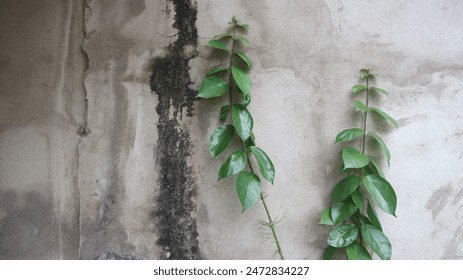 textured concrete wall background with plants growing, green plants growing along the wall, rough texture of the wall with plants - Powered by Shutterstock