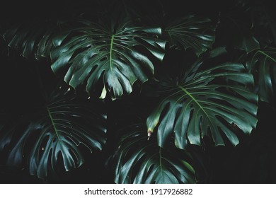 Textured Dark Green Leaf Background