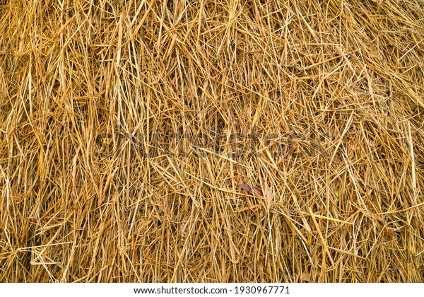 textured of dried\
rice straws for\
background.