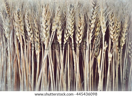 Similar – Image, Stock Photo wheat field