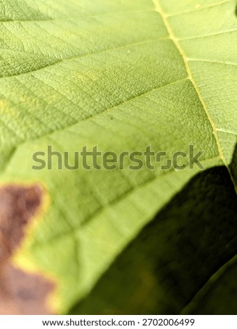 Textured green leaf surface with clear, structured veins, featuring a distinct color shift from vivid green to brown along the edge, suggesting seasonal change or decay.
