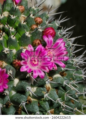 Textured, green tubercles and sharp spines of a Mammillaria cactus, adorned with vibrant pink flowers featuring delicate petals and light centers. Buds are also visible. Succulent detail.