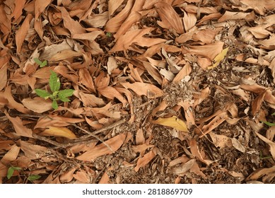 Textured ground covered in a dense layer of dried autumn leaves, presenting a natural pattern of brown and orange hues, embodying seasonal transformation, renewal