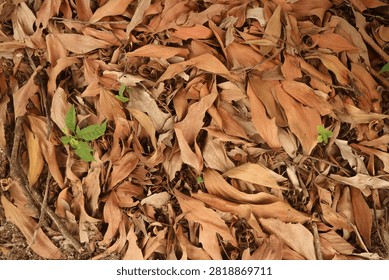 Textured ground covered in a dense layer of dried autumn leaves, presenting a natural pattern of brown and orange hues, embodying seasonal transformation, renewal