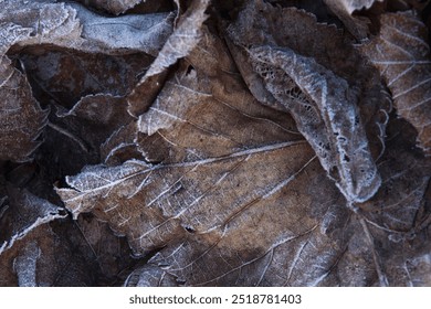 Textured layer of brown frost-covered leaves. Close up plant leaves in winter season close up, good for brown natural background. Crisp winter feel, cold weather. Organic foliage decoration concept.  - Powered by Shutterstock