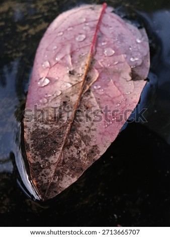 Textured Leaf in Bird Bath
