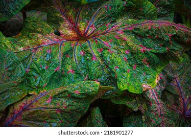 Textured leaf of of colorful caladium, latin name caladium bicolor, also called Heart of Jesus