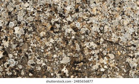Textured Lichen Patterns On Rocky Surface Close-Up View - Powered by Shutterstock