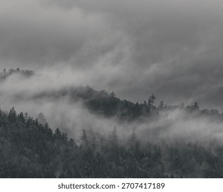 A textured, low-angle view of a steep hillside covered in dark evergreen forest, with thick bands of mist or fog layering through the trees.