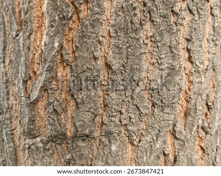 textured mango tree bark, suitable for background