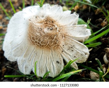Textured Mushroom Cap