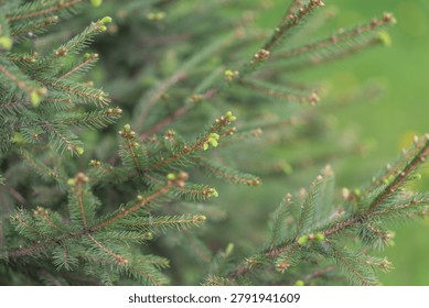 Textured natural tree surface emphasizing sustainable branding themes. Background featuring spruce texture in green shades for ecoconscious packaging and branding designs