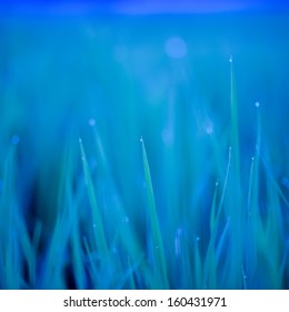 Textured Nature Background With Blue Grass