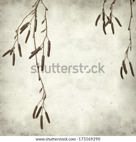 textured old paper background with alder male catkins