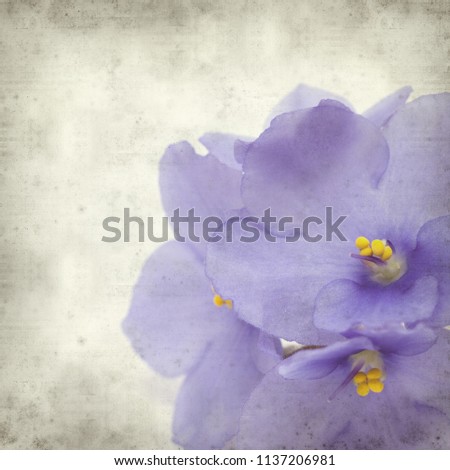textured old paper background with blue african violet flowers