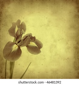 textured old paper background opened iris flower