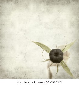 Textured Old Paper Background With Poisonous Berry Of True Lovers Knot,  Paris Quadrifolia