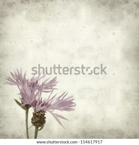 textured old paper background with purple centaurea flowers