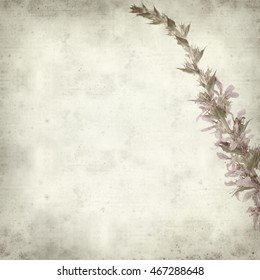 textured old paper background with  spiked purple loosestrife flowers