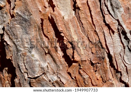 Textured pattern of pine bark.