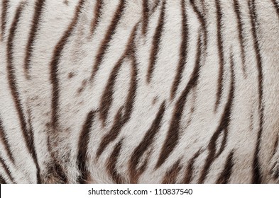 Textured Of Real White Bengal Tiger Fur