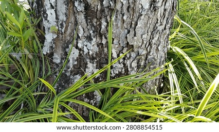 Textured rough bark of an old tree covered in light green lichen, surrounded by vibrant variegated green and yellow spider plant grass in a garden.